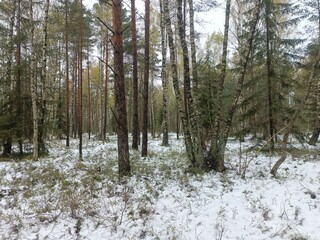 Rekyva forest during cloudy winter day. Some snow laying on ground. Some hanging on bushes. Pine and birch tree woodland. Blueberry bushes are growing in woods. Cloudy day. Nature. Rekyvos miskas.