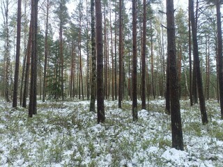 Rekyva forest during cloudy winter day. Some snow laying on ground. Some hanging on bushes. Pine and birch tree woodland. Blueberry bushes are growing in woods. Cloudy day. Nature. Rekyvos miskas.