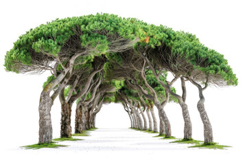 A group of trees that form a natural archway, png