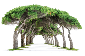 A group of trees that form a natural archway, png