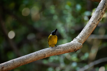 Black-crested Bulbul bird on tree branch.