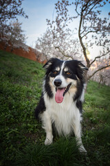 Spring photo of border collie, who is sitting in nature. Flowering trees in the Prague	
