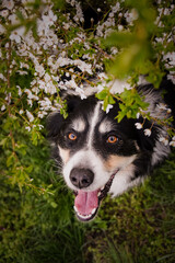 Spring photo of border collie, who is sitting in nature. Flowering trees in the Prague	
