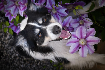 Smiling border collie in flowers. Adult border collie is in flowers in garden. He has so funny...