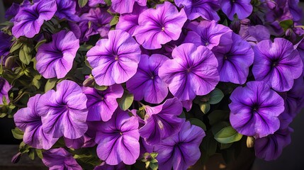 petunia, purple petunia