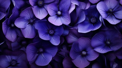 violet, purple violet