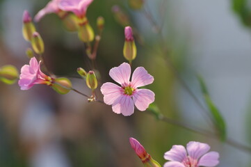 カスミソウの花