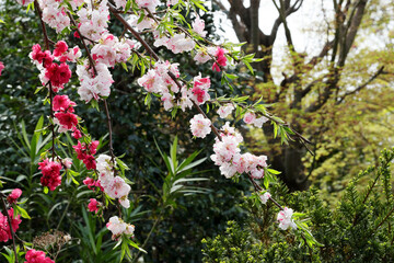 赤に白、ピンクが混ざったハナモモ