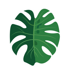 Big monstera leaf illustration, split leaf philodendron, isolated on white background - Vector