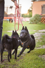 Dogs are playing outside in the grass. He is so crazy dog on trip.	
