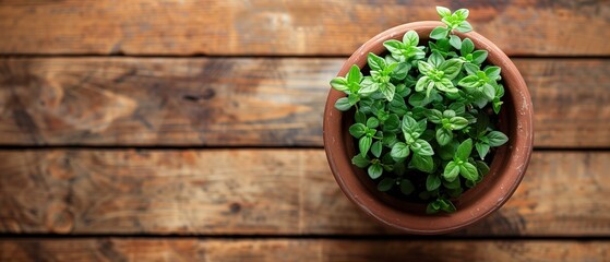 Fresh Green Basil Plant in Terracotta Pot on Rustic Wooden Table Background