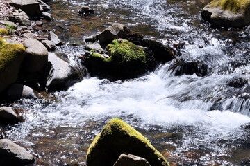 山あいの清らかな流れと石苔