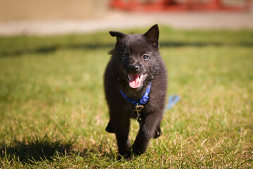 Summer portrait of dog. He is so cute in the nature. He has so lovely face	
