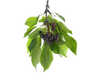 Branch of ripe cherries on a tree, white background, studio photo cerasus tree