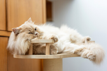 A yellow cute fat british longhair cat lies and sleeps on a wooden cat climbing frame