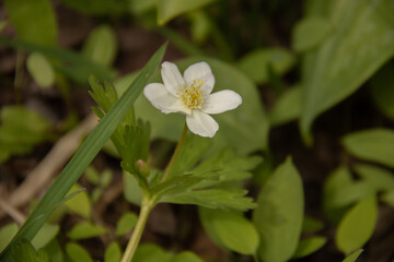 白いカワイイ花　ニリンソウ
