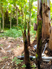 new banana shoots growing in the garden