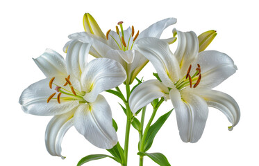 White lily flowers, cut out - stock png.