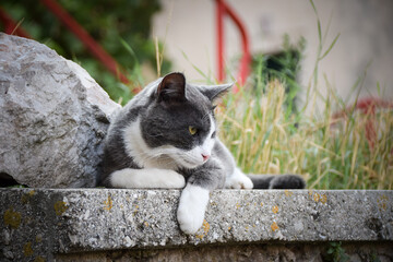 cat in the city in croatia. Tourists can pet it. A stray cat.	
