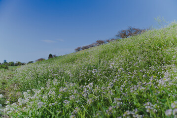 春風に揺られる多摩川に咲く野花_野草