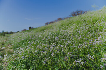 春風に揺られる多摩川に咲く野花_野草