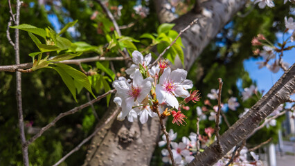 桜の名所_春の権現堂堤に咲く、満開の桜