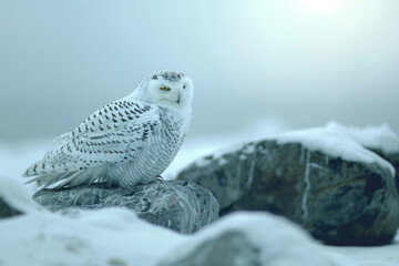 Snowy owls roam the Arctic, which appears devoid of snow.

 - obrazy, fototapety, plakaty