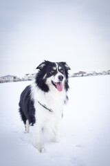 Border collie is standing in the snow. Winter fun in the snow.	
