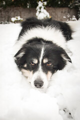 Tricolor border collie is lying on the field in the snow. He is so fluffy dog.	