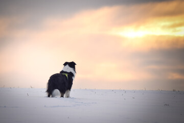 Border collie is standing in the snow. Winter fun in the snow.	
