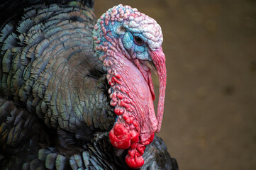 Portrait of a bronze turkey (Meleagris gallopavo)