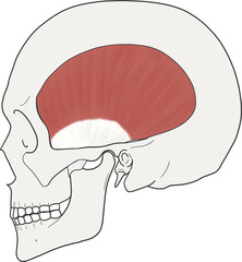 측두근 근육 라인 일러스트 
