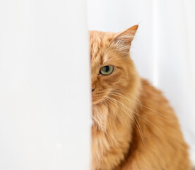 カーテン越しにこちらを見つめる猫　茶トラ猫