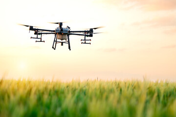 Agriculture drone flying over the field in sunset and spraying crops with chemicals.