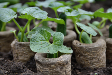 Young sprouts of cucumbers in ecological peat cups.

