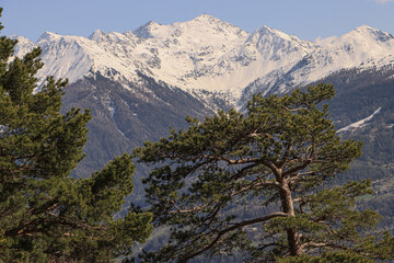Zauberhafter Frühlingstag im Wallis; Blick vom L'Ardeve über das Rhonetal auf die Walliser Alpen...