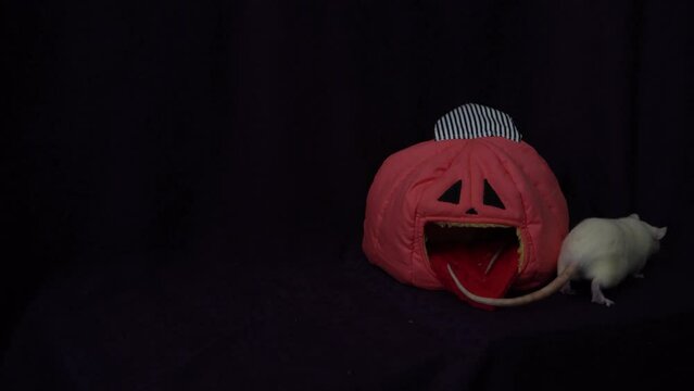   albino standard rat hides in the bed house in the shape of a pumpkin