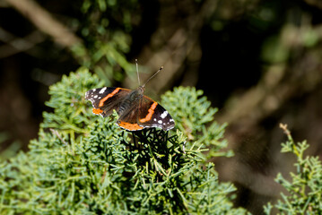 Red admiral butterfly (Vanessa Atalanta) sitting on a green bush in Zurich, Switzerland