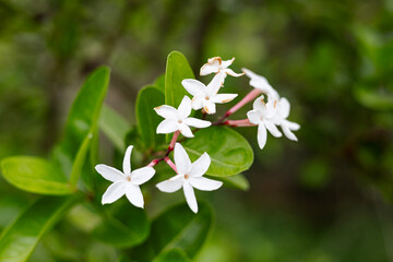 Close Up Of Many White Flower