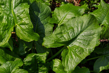 Cuckoopint or Arum maculatum arrow shaped leaf, woodland poisonous plant in family Araceae. arrow...