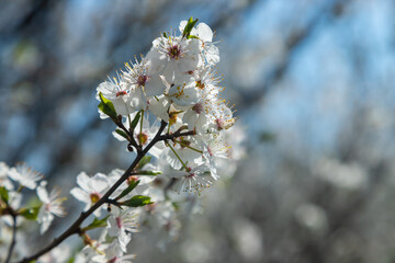 Selective focus of beautiful branches of plum blossoms on the tree under blue sky, Beautiful Sakura flowers during spring season in the park, Floral pattern texture, Nature background