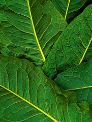Close-up, background image of large green leaves.



