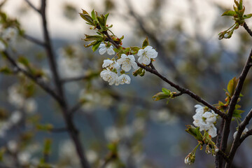 Selective focus of beautiful branches of cherry blossoms on the tree under blue sky, Beautiful Sakura flowers during spring season in the park, Floral pattern texture, Nature background