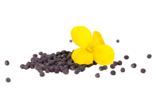 A vibrant rapeseed flower lays atop a pile of seeds, showcasing nature’s cycle of growth and reproduction on a white background, isolated, transparent PNG