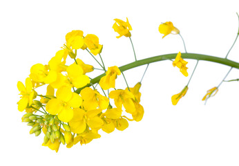 A close-up of bright yellow canola flowers, showcasing their delicate petals and green stems,...