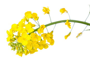 A close-up of bright yellow canola flowers, showcasing their delicate petals and green stems, isolated on a white background, transparent PNG
