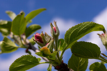 Flower buds, flowers and green young leaves on a branch of a blooming apple tree. Close-up of pink...