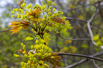 The maple Acer platanoides blooms before the leaves bloom. Yellow, fragrant maple flowers, blurred,...