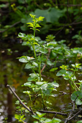Cardamine amara, known as large bitter-cress. Spring forest. floral background of a blooming plant