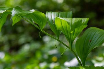 Polygonatum multiflorum, the Solomon's seal, David's harp, ladder-to-heaven or Eurasian Solomon's seal, is a species of flowering plant in the family Asparagaceae